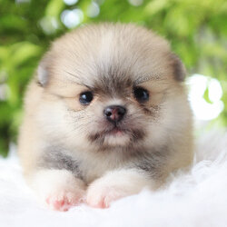 ปอมเมอเรเนียน เพศเมียสีส้ม