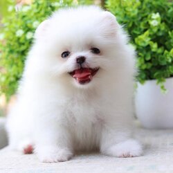 ปอมเมอเรเนียน เพศผู้