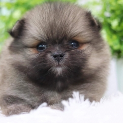 ปอมเมอเรเนียน เพศผู้