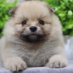 ปอมเมอเรเนียน เพศผู้