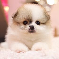 ปอมเมอเรเนียน เพศเมียสีแฟนซีเกรดโชว์