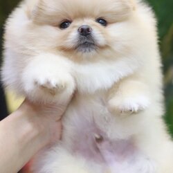 ปอมเมอเรเนียน เพศผู้ สีครีม