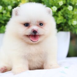 ปอมเมอเรเนียน เพศเมีย