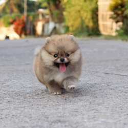 ปอมเมอเรเนียน เพศเมีย