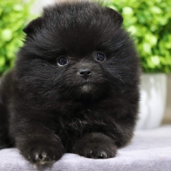 ปอมเมอเรเนียน เพศเมีย