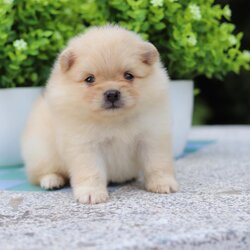 ปอมเมอเรเนียน เพศเมีย