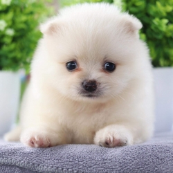 ปอมเมอเรเนียน เพศเมีย