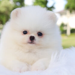 ปอมเมอเรเนียน เพศผู้สีขาวครีม เกรดโชว์