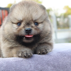 ปอมเมอเรเนียน เพศผู้ สีส้ม น่ารัก