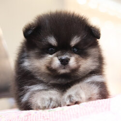 ปอมเมอเรเนียน เพศผู้สี แบล็คแทน