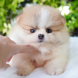 ปอมเมอเรเนียน เพศผู้สีแฟนซี