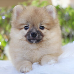 ปอมเมอเรเนียน เพศเมียสีส้ม