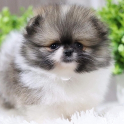 ปอมเมอเรเนียน เพศเมีย