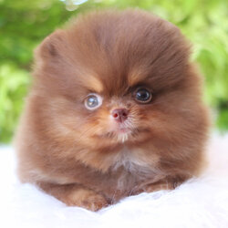 ปอมเมอเรเนียน เพศผู้สีช็อคแทนเกรดโชว์