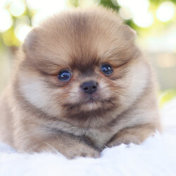 ปอมเมอเรเนียน เพศผู้สีส้ม