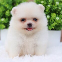 ปอมเมอเรเนียน เพศเมีย