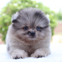 ปอมเมอเรเนียน เพศผู้สีเมอร์เร่