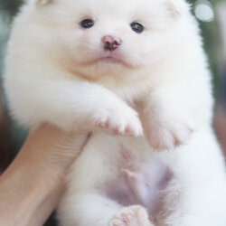 ปอมเมอเรเนียน เพศผู้ สีขาวครีม