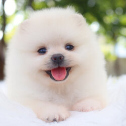 ปอมเมอเรเนียน เพศผู้สีขาวครีม