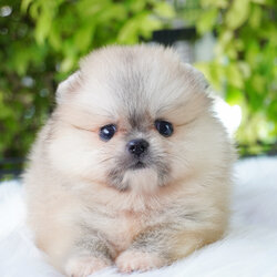 ปอมเมอเรเนียน เพศผู้สีส้ม