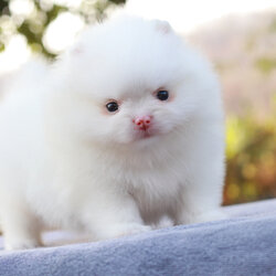 ปอมเมอเรเนียน เพศเมียสีขาวสำลี