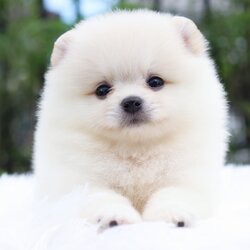 ปอมเมอเรเนียน เพศเมียสีขาวครีม