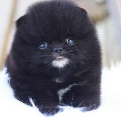 ปอมเมอเรเนียน เพศเมียสีดำ