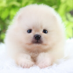 ปอมเมอเรเนียน เพศเมียสีขาวครีม เกรดโชว์