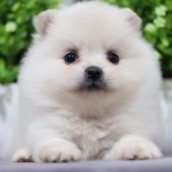 ปอมเมอเรเนียน เพศเมีย