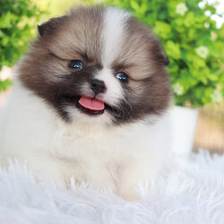 ปอมเมอเรเนียน เพศผู้แฟนซี