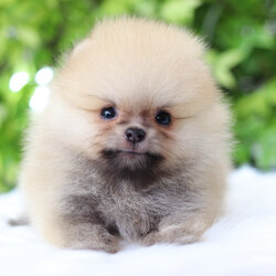 ปอมเมอเรเนียน เพศผู้สีส้ม เกรดโชว์