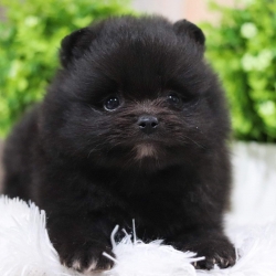 ปอมเมอเรเนียน เพศผู้