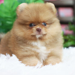 ปอมเมอเรเนียน เพศผู้ สีส้ม