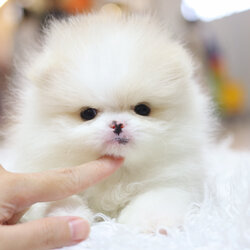 ปอมเมอเรเนียน เพศเมียสีขาวครีม เกรดโชว์