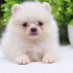 ปอมเมอเรเนียน เพศผู้