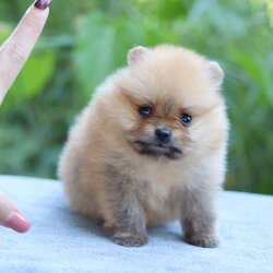 ปอมเมอเรเนียน เพศเมีย ทีคัพ