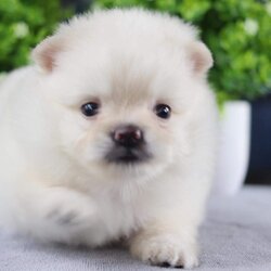 ปอมเมอเรเนียน เพศเมีย