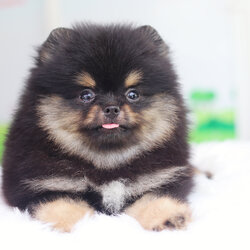 ปอมเมอเรเนียน เพศเมียสีแบล็คแทน