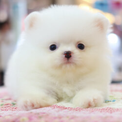 ปอมเมอเรเนียน เพศผู้สีขาว เกรดโชว์