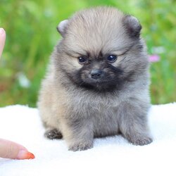 ปอมเมอเรเนียน เพศเมีย