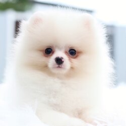 ปอมเมอเรเนียน เพศเมียสีขาวครีม