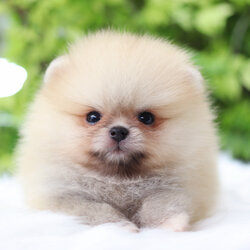 ปอมเมอเรเนียน เพศผู้สีส้ม เกรดโชว์