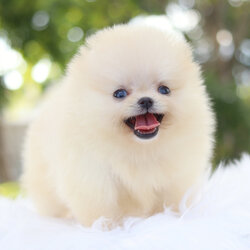 ปอมเมอเรเนียน เพศเมียสีขาวครีม