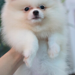 ปอมเมอเรเนียน เพศเมียสีขาว