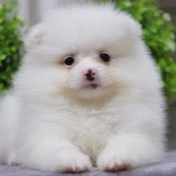 ปอมเมอเรเนียน เพศผู้