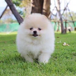 (หลุดจอง)ปอมเพศผู้ ขนแน่น