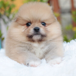 ปอมเมอเรเนียน เพศผู้ สีส้มขนแน่นๆ