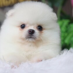 ปอมเมอเรเนียน เพศผู้ สีขาวครีม