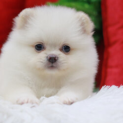 ปอมเมอเรเนียน เพศเมียขาวครีม