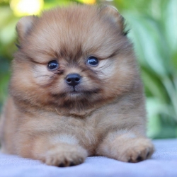 ปอมเมอเรเนียน เพศผู้